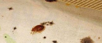 bedbugs in bed