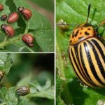 Colorado beetle