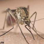 Mosquito-insect-lifestyle-and-habitat-of-a-mosquito-7