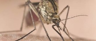 Комар-насекомое-Образ-жизни-и-среда-обитания-комара-7