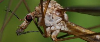 Mosquito close up