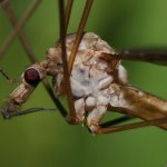 Mosquito close up