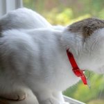 cat and collar