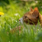 Cat in nature