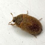 carpet beetle