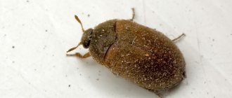 carpet beetle