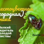 Cruciferous flea beetle