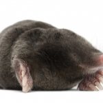 Common mole