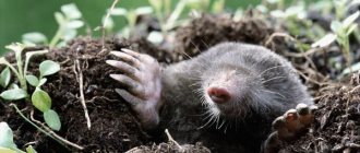 Mole digging a hole