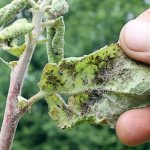 Bloody aphids on peach fight