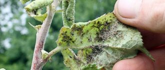 Bloody aphids on peach fight