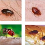 Blood-sucking insects in bed or who bites at night?