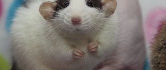 Rat