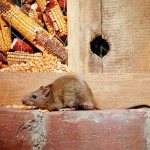 Rats: varieties, lifestyle, habitats in nature and cities.