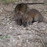 Rats are carriers of endemic typhus.