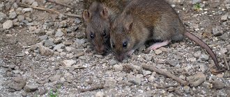 Rats are carriers of endemic typhus.