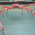 Who lives on the ocean floor: a Japanese spider crab with four-meter legs