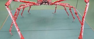 Who lives on the ocean floor: a Japanese spider crab with four-meter legs