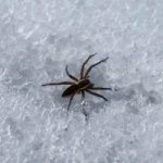 Where do spiders go for the winter?