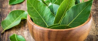 How to use bay leaf for cockroaches. What to do if bay leaf doesn’t help. How to treat cabbage with bay leaves against cabbage flies and their caterpillars - folk recipe 