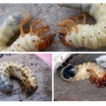 Larvae photo