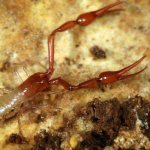 False scorpions Tartarocreagris-texana