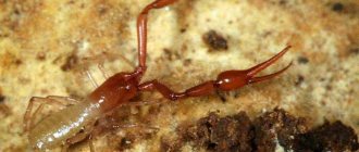 False scorpions Tartarocreagris-texana