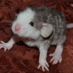 Small Dumbo Rex rat