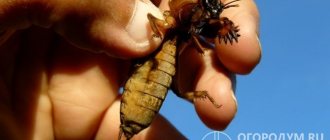 Mole cricket is a large insect that poses a danger to crops