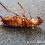 Dead cockroach