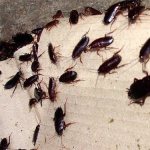 a lot of cockroaches