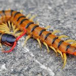 Centipede (centipede) - photo, description, lifestyle and bite danger