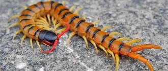 Centipede (centipede) - photo, description, lifestyle and bite danger