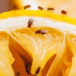 Midges on an orange