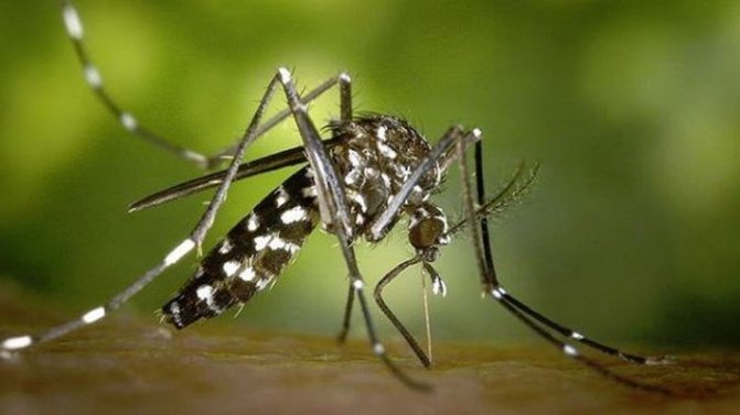 Can you get HIV from a mosquito bite?