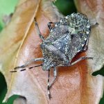 Marbled-bug-insect-Description-features-types-and-methods-of-pest-control-4