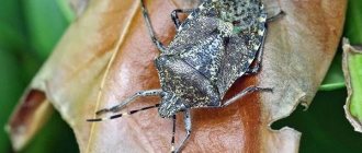 Marbled-bug-insect-Description-features-types-and-methods-of-pest-control-4