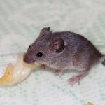 Mouse eats lard