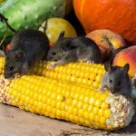 Mice spoil the harvest