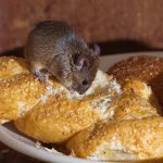 Folk remedies for mice