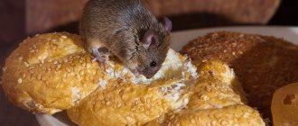 Folk remedies for mice