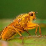 dung fly