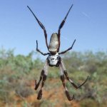 Nephila the golden weaver occupies the last place in the ranking among large spiders