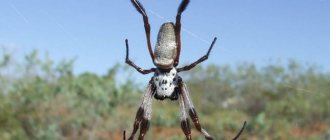 Нефила-золотопряд занимает последнее в рейтинге место среди крупных пауков