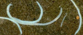 Nematode