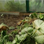 Processing the greenhouse in the fall: removing tops