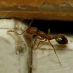 Common house ant