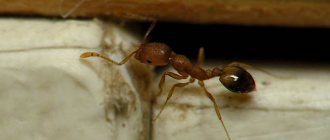 Common house ant