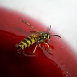 Wasp eats jam