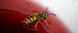 Wasp eats jam